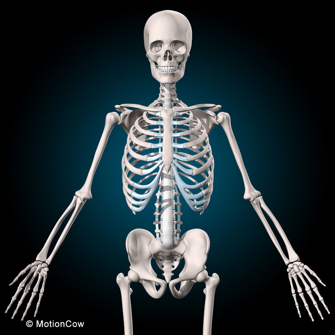 Human Anatomy 3D Model – Rigged Character with Detailed Systems, FBX - View 80