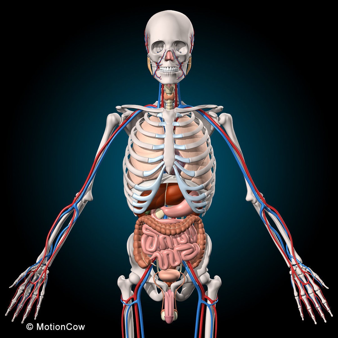 Human Anatomy 3D Model – Rigged Character with Detailed Systems, FBX - View 9