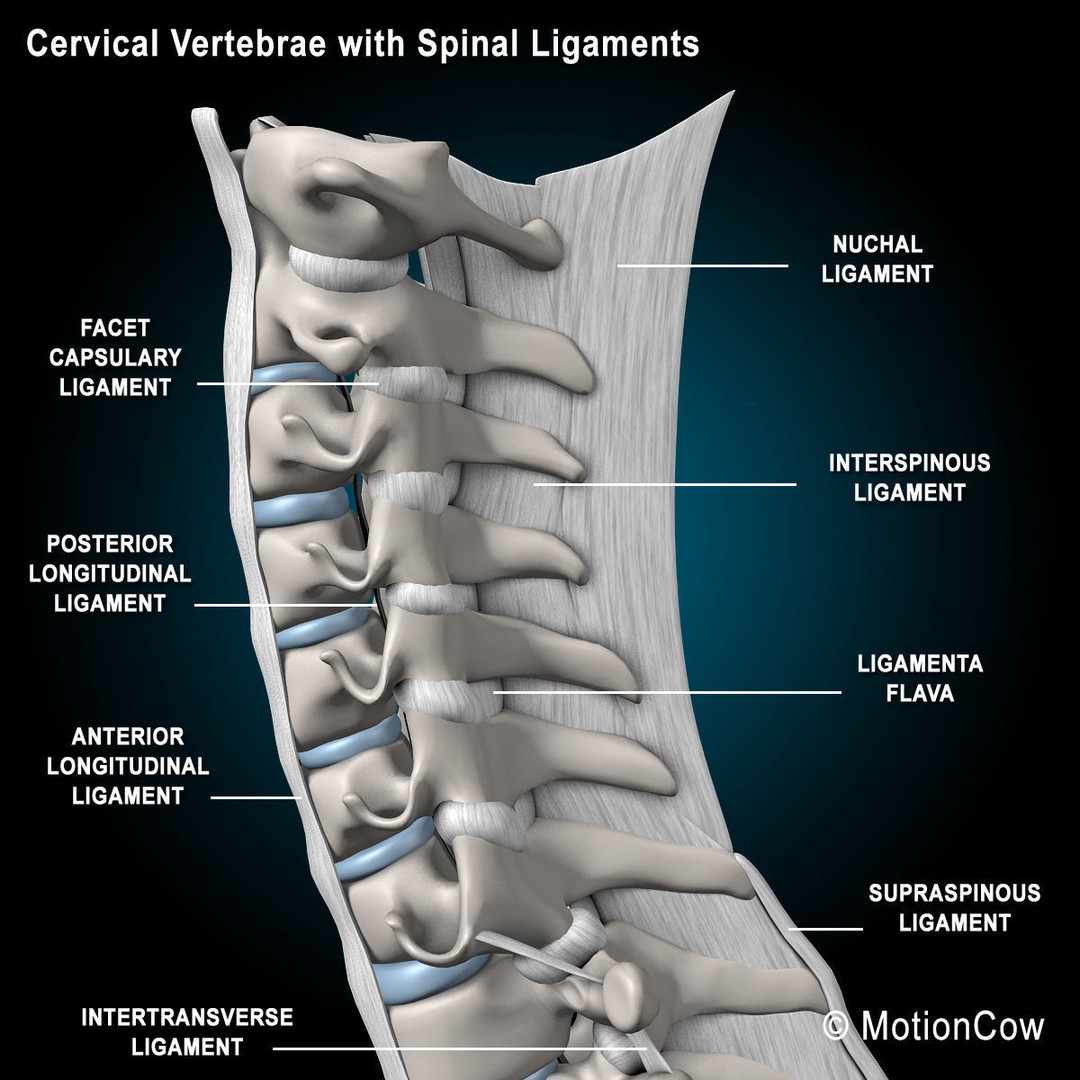 Human Anatomy 3D Model – Rigged Character with Detailed Systems, FBX - View 95