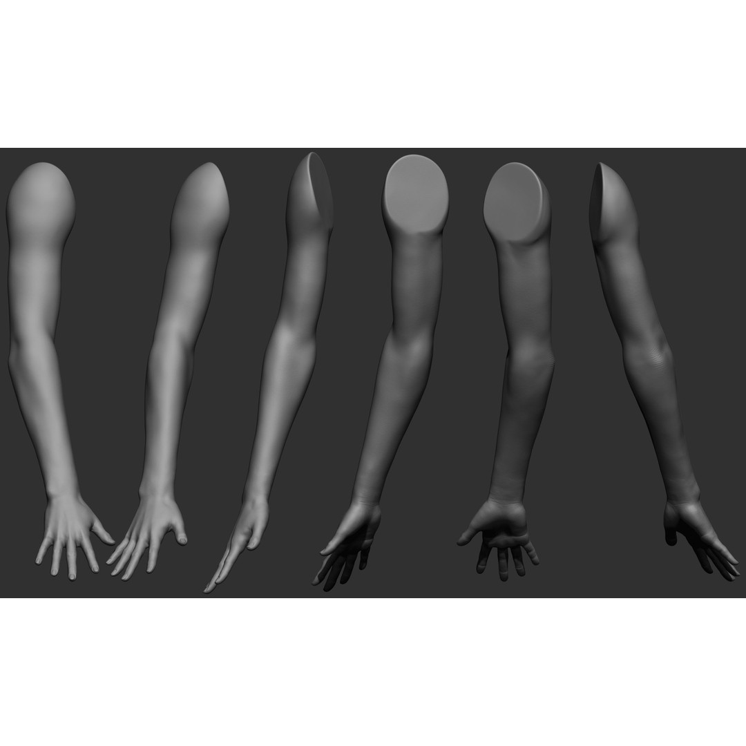 Female Arm Poses 3D Model – Realistic Anatomy Collection, FBX & OBJ - View 13