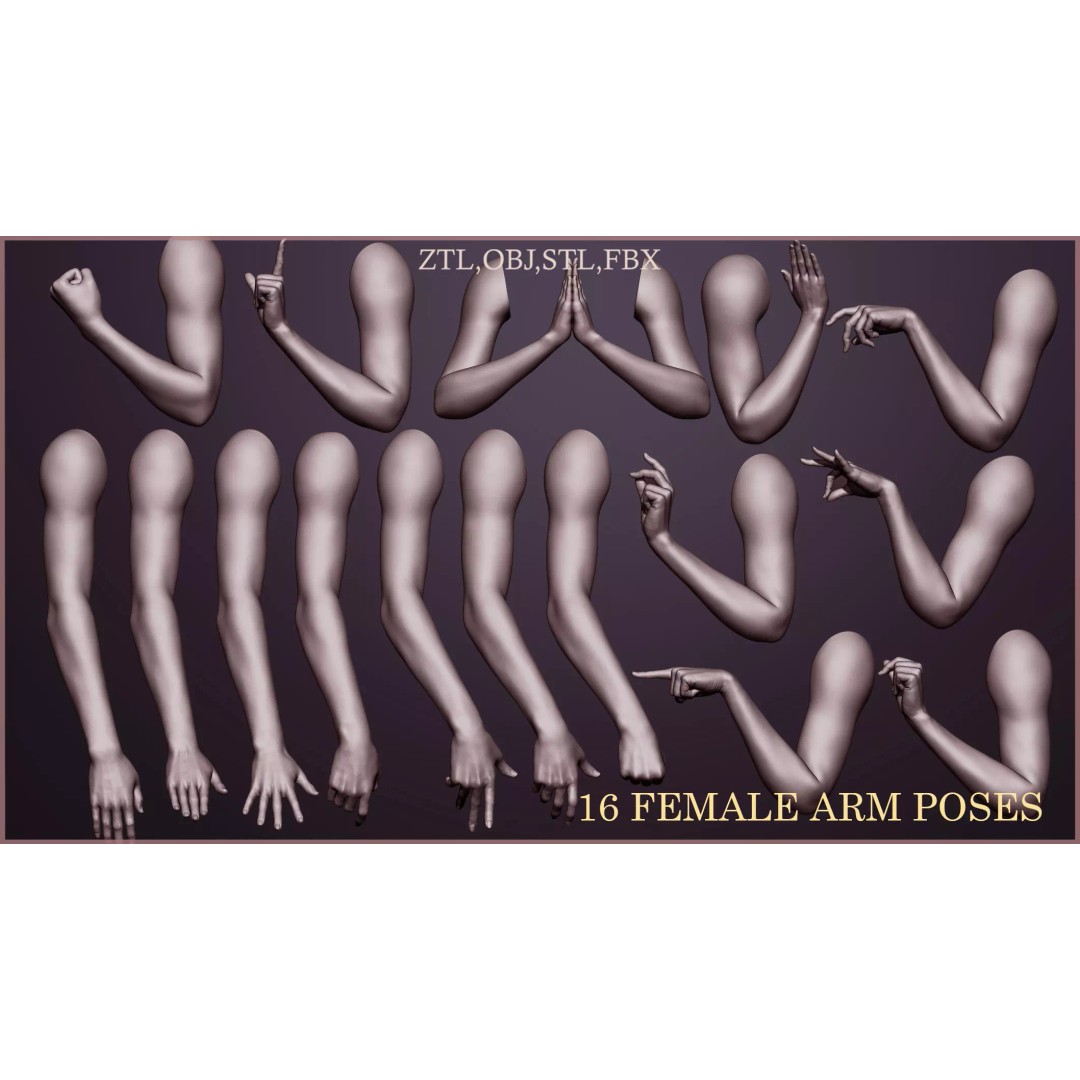 Female Arm Poses 3D Model – Realistic Anatomy Collection, FBX & OBJ - View 2
