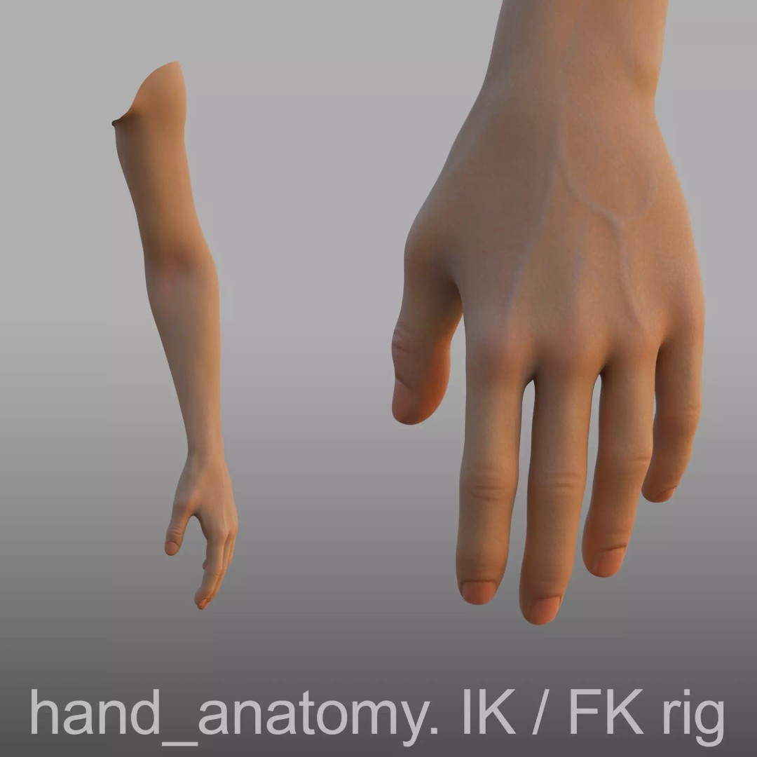 Hand Anatomy 3D Model – Rigged PBR Character Asset, FBX - View 2