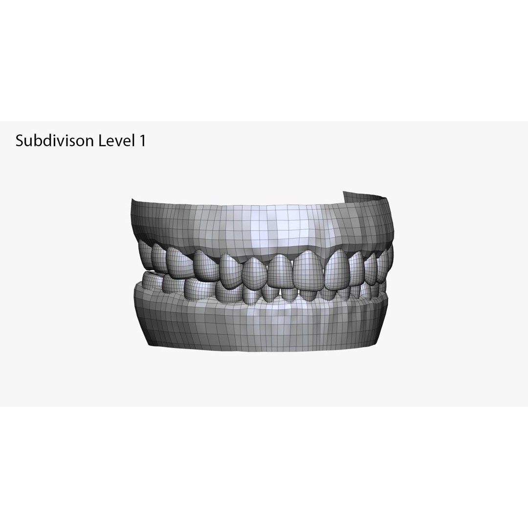 Realistic Male and Female Head 3D Model – High Poly ZBrush Anatomy