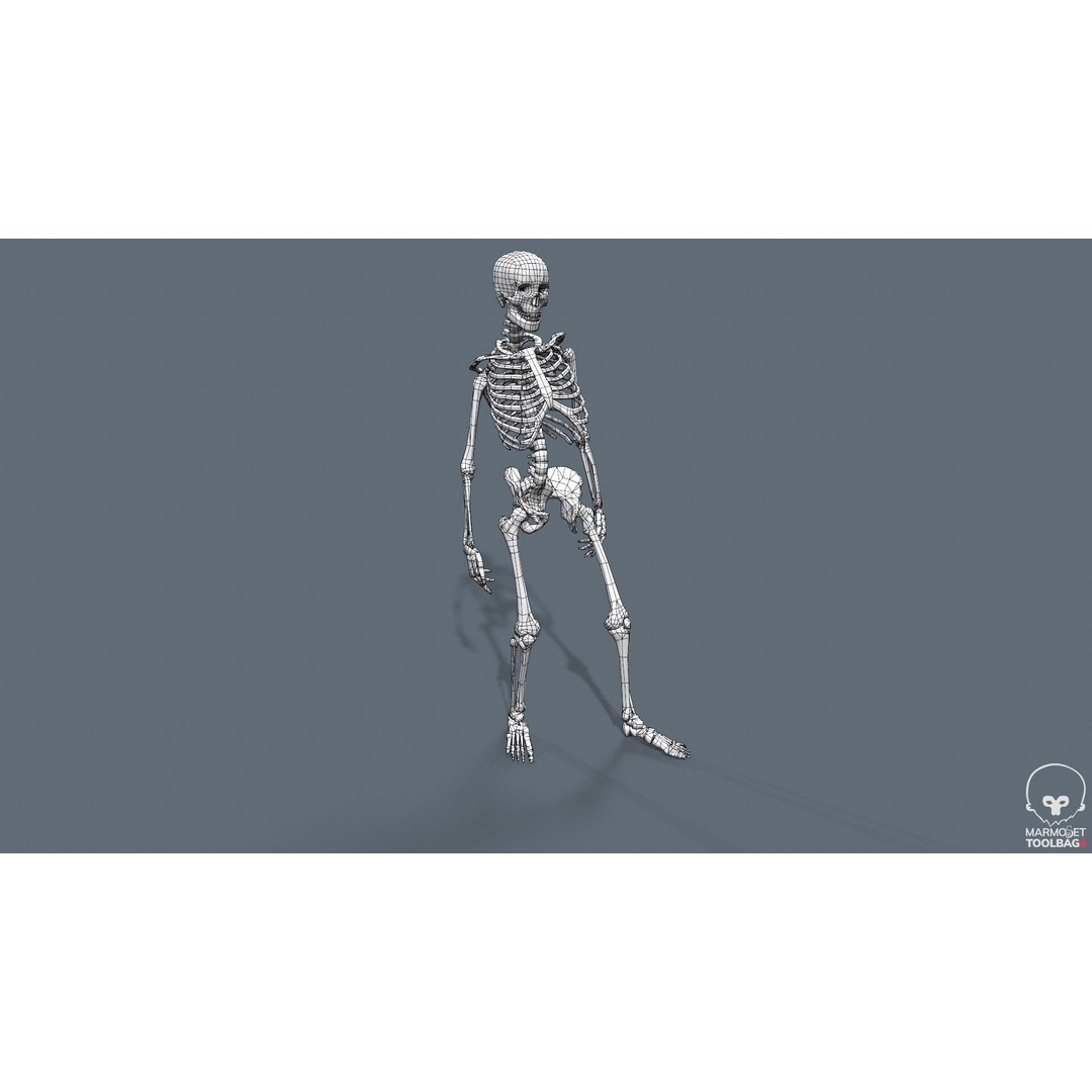 Human Skeleton 3D Model – Low Poly Game Asset, Rigged with PBR Textures