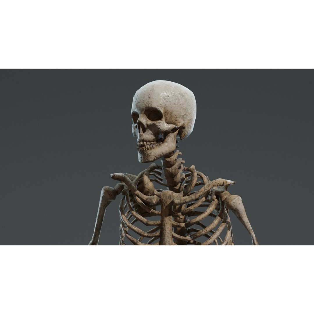 Human Skeleton 3D Model – Low Poly Game Asset, Rigged with PBR Textures - View 10
