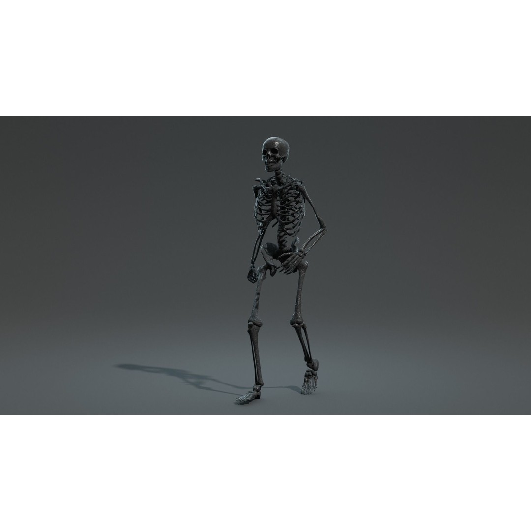 Human Skeleton 3D Model – Low Poly Game Asset, Rigged with PBR Textures - View 11