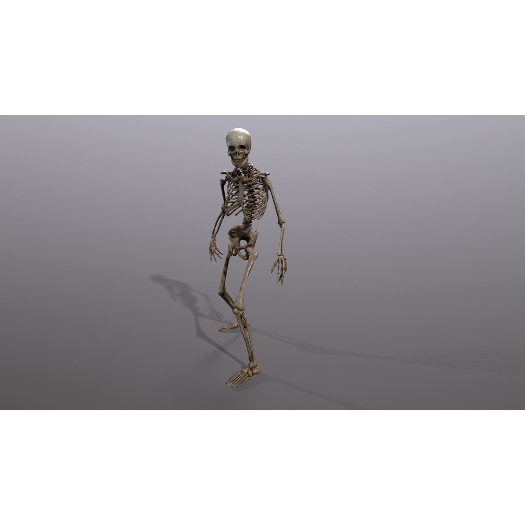 Human Skeleton 3D Model – Low Poly Game Asset, Rigged with PBR Textures - View 15