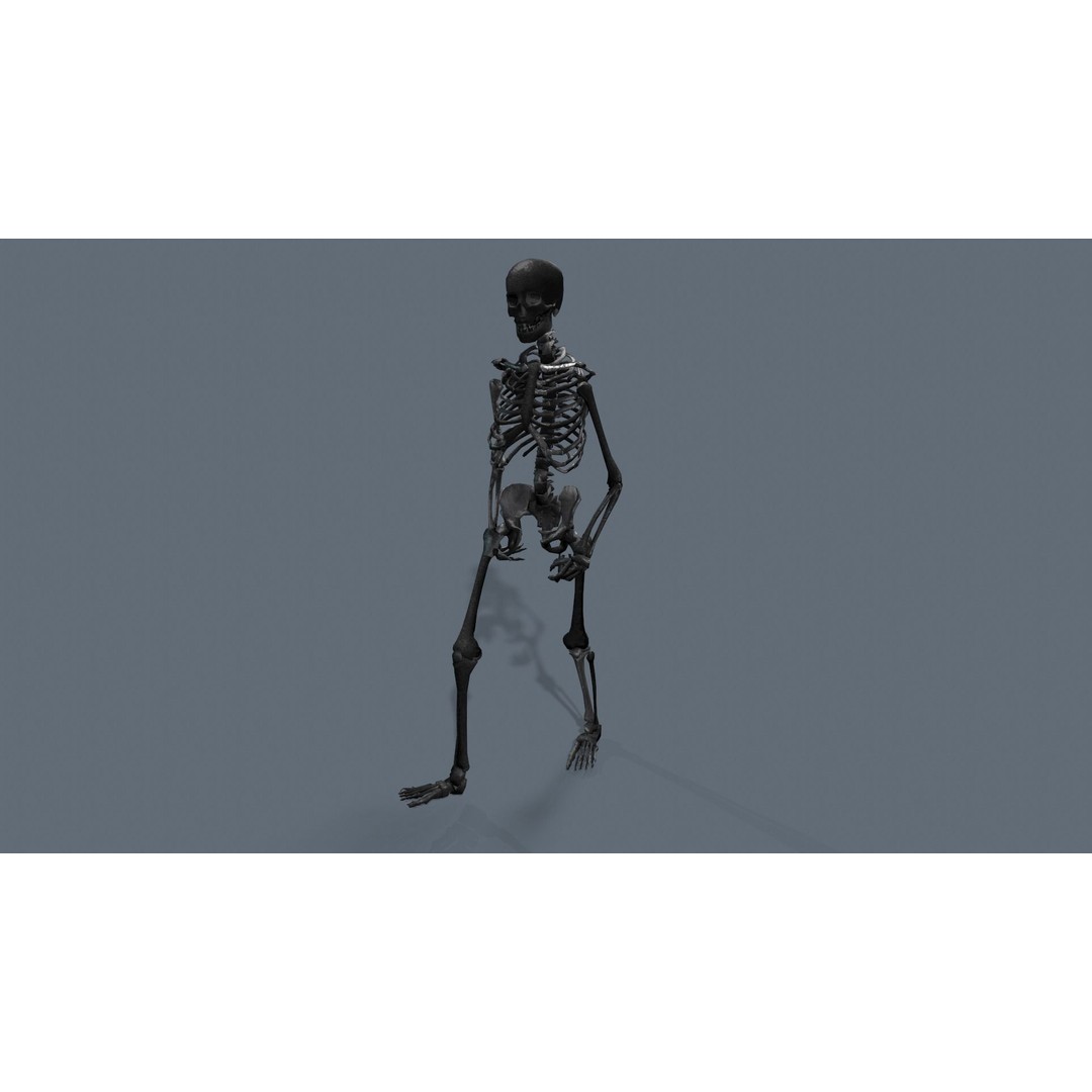Human Skeleton 3D Model – Low Poly Game Asset, Rigged with PBR Textures - View 19
