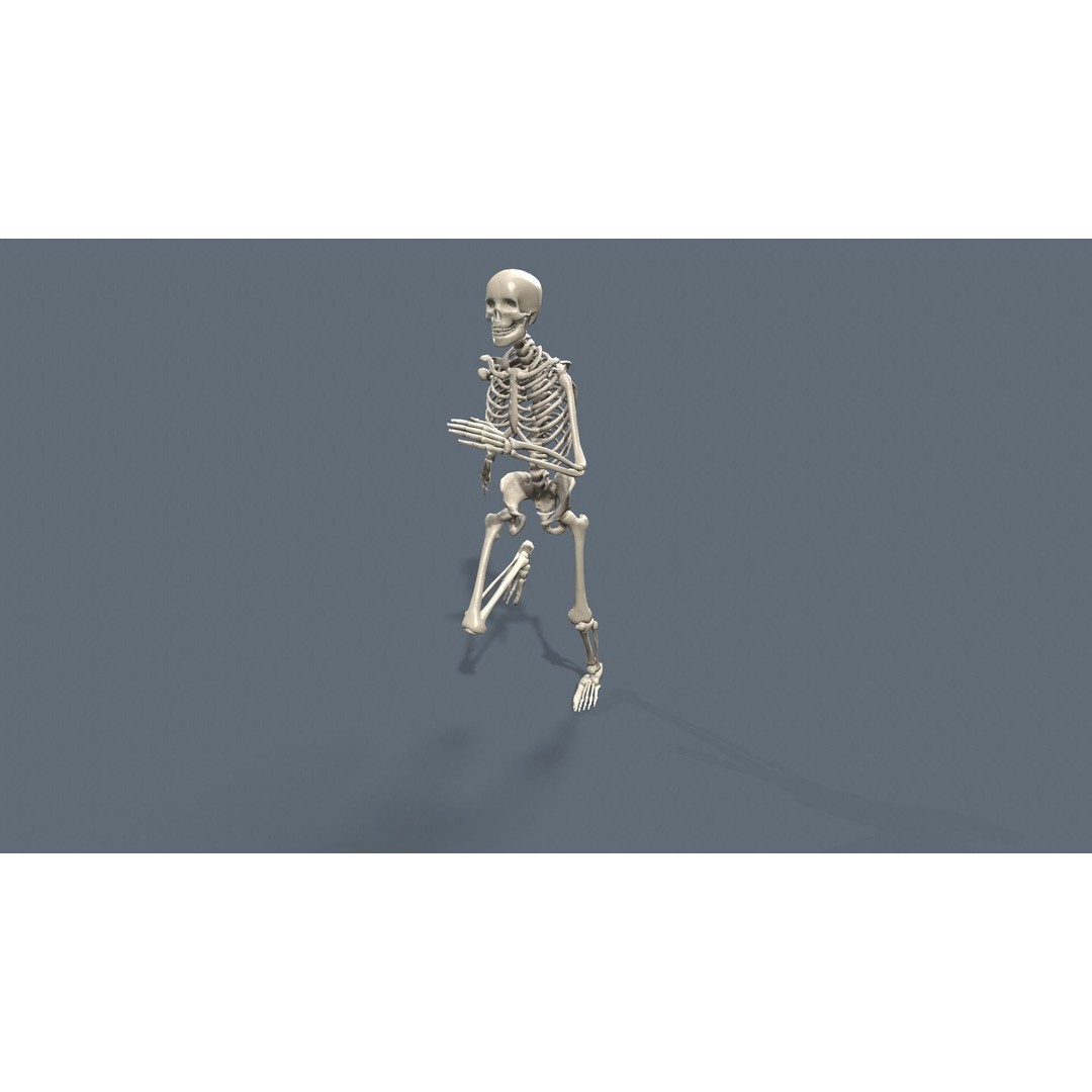 Human Skeleton 3D Model – Low Poly Game Asset, Rigged with PBR Textures - View 20