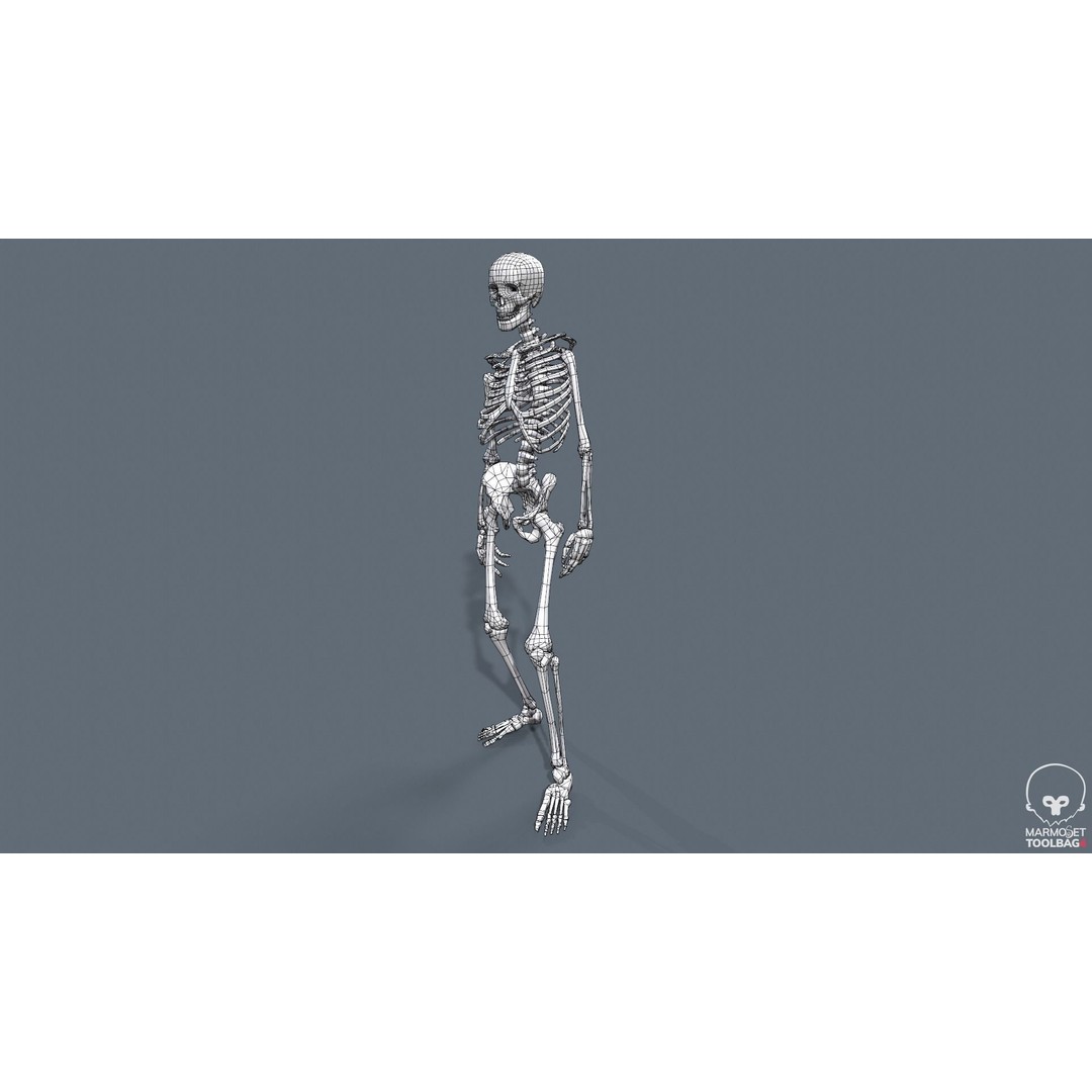 Human Skeleton 3D Model – Low Poly Game Asset, Rigged with PBR Textures - View 21