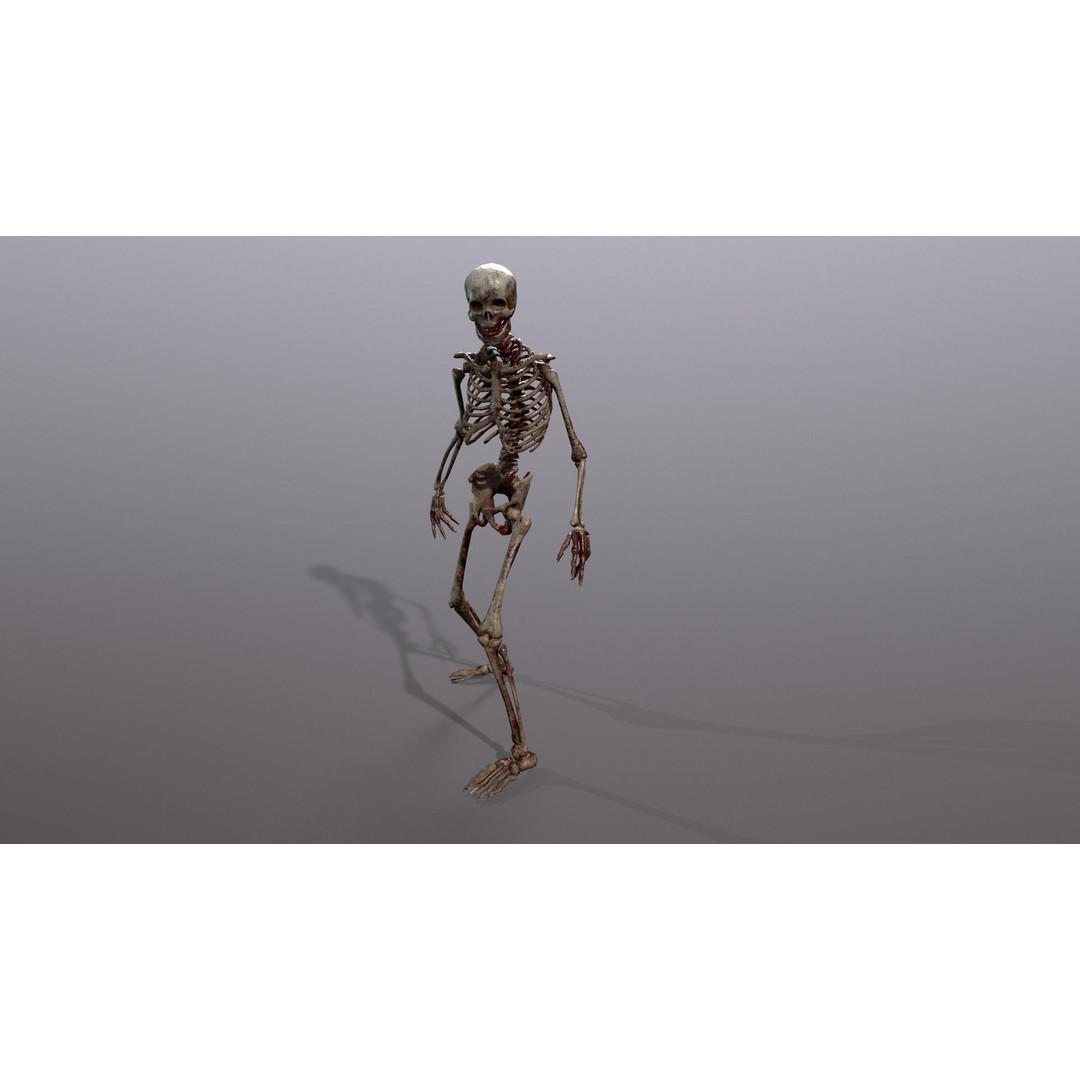 Human Skeleton 3D Model – Low Poly Game Asset, Rigged with PBR Textures - View 24