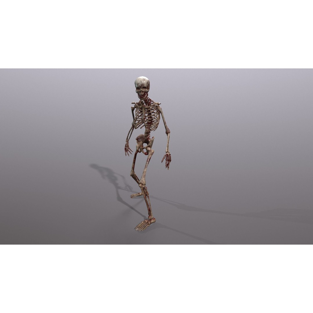 Human Skeleton 3D Model – Low Poly Game Asset, Rigged with PBR Textures - View 25