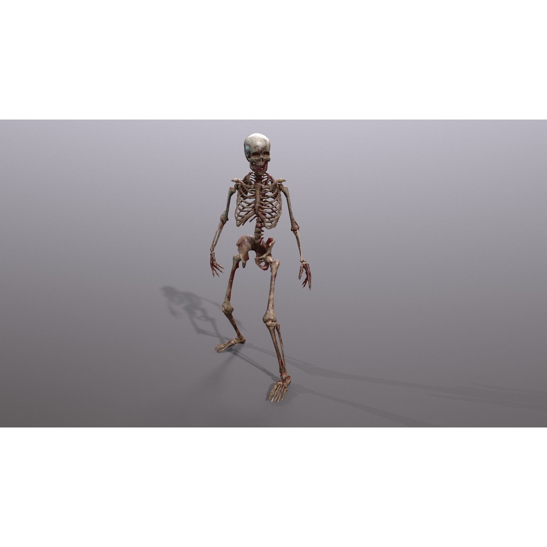 Human Skeleton 3D Model – Low Poly Game Asset, Rigged with PBR Textures - View 26