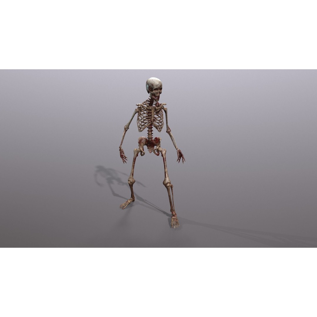 Human Skeleton 3D Model – Low Poly Game Asset, Rigged with PBR Textures - View 27