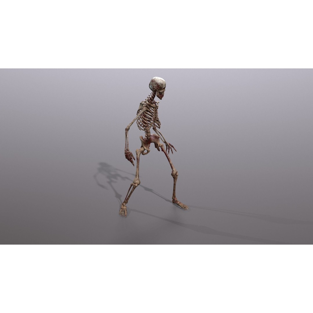 Human Skeleton 3D Model – Low Poly Game Asset, Rigged with PBR Textures - View 29