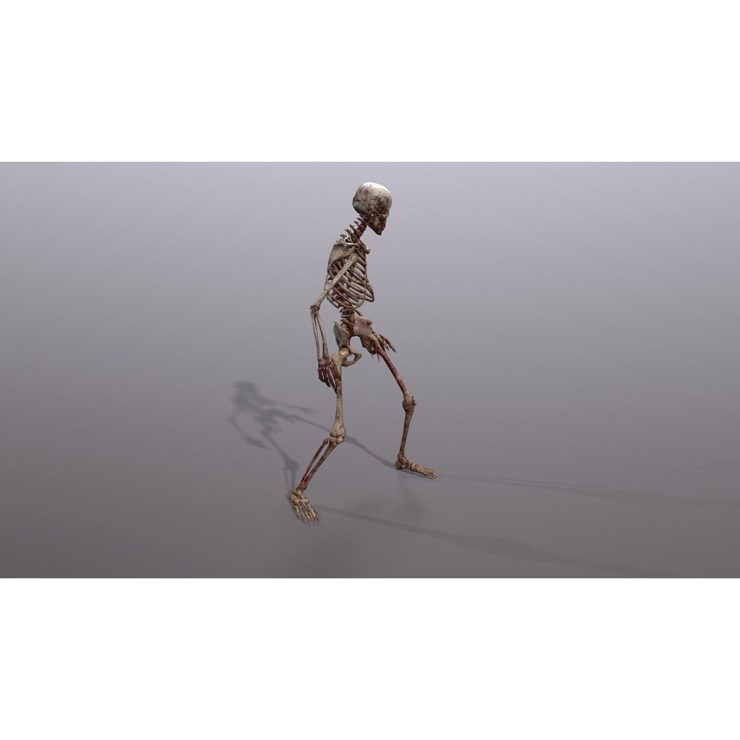 Human Skeleton 3D Model – Low Poly Game Asset, Rigged with PBR Textures - View 30