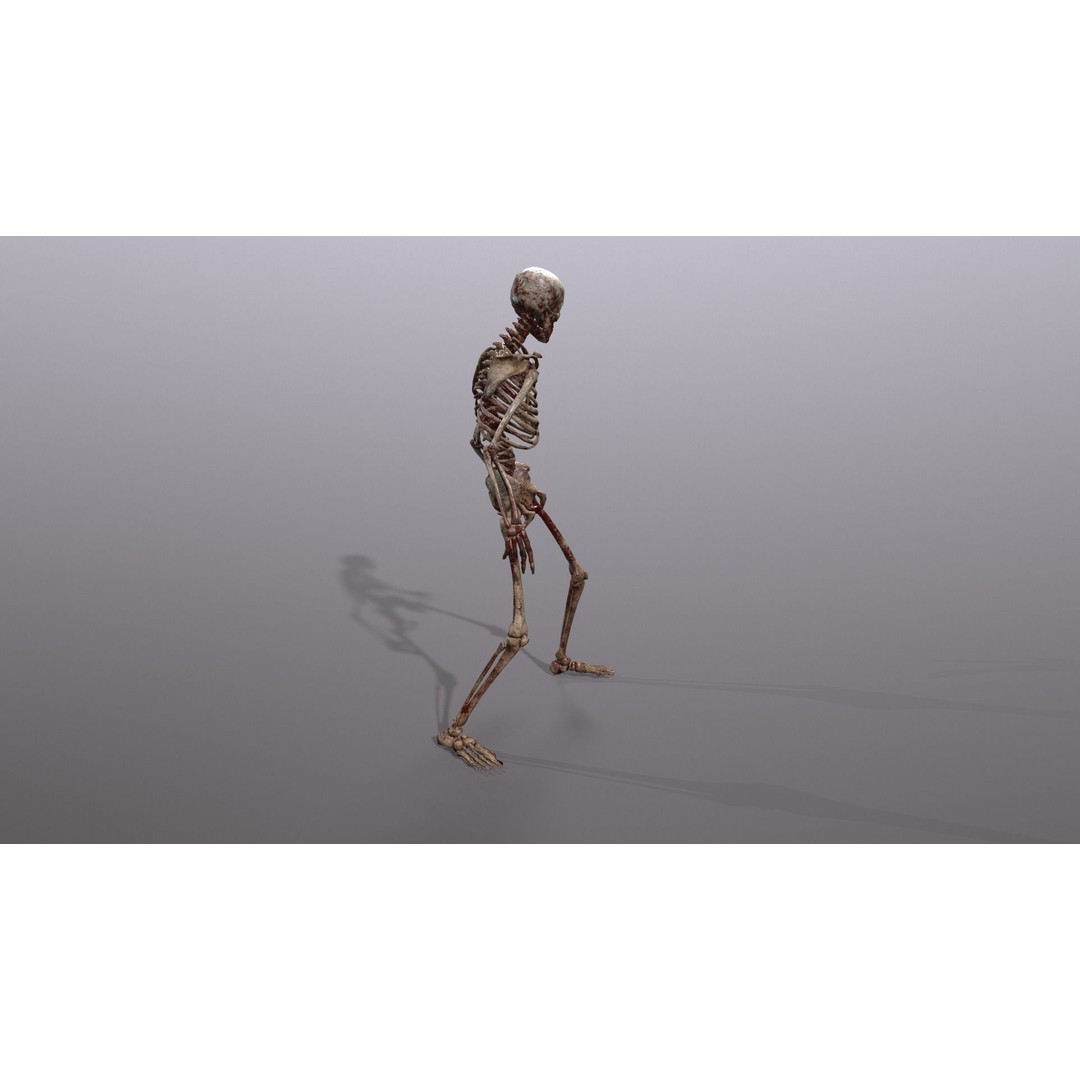 Human Skeleton 3D Model – Low Poly Game Asset, Rigged with PBR Textures - View 31