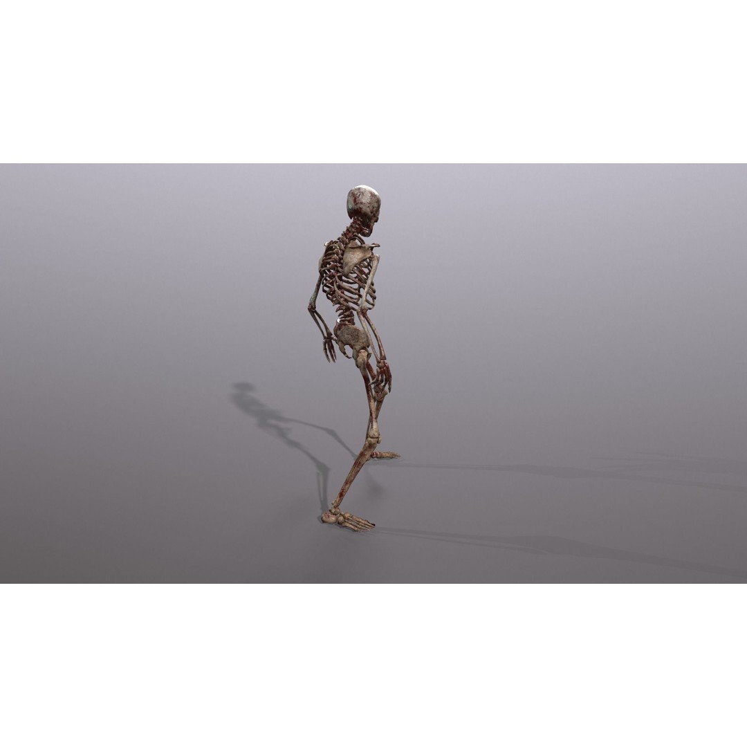 Human Skeleton 3D Model – Low Poly Game Asset, Rigged with PBR Textures - View 32