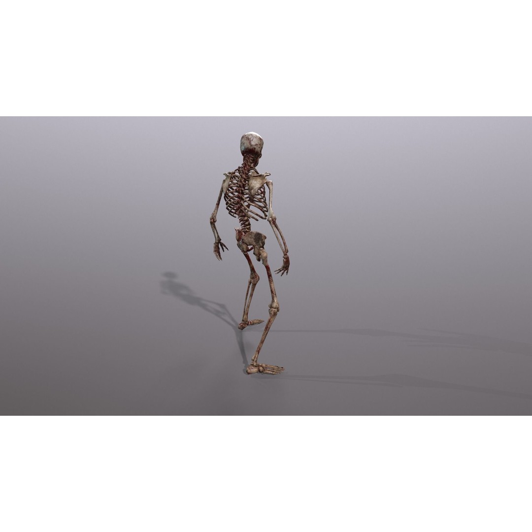 Human Skeleton 3D Model – Low Poly Game Asset, Rigged with PBR Textures - View 33