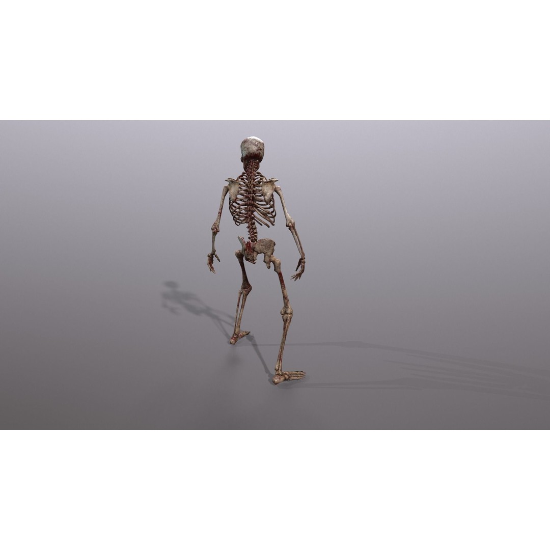 Human Skeleton 3D Model – Low Poly Game Asset, Rigged with PBR Textures - View 34