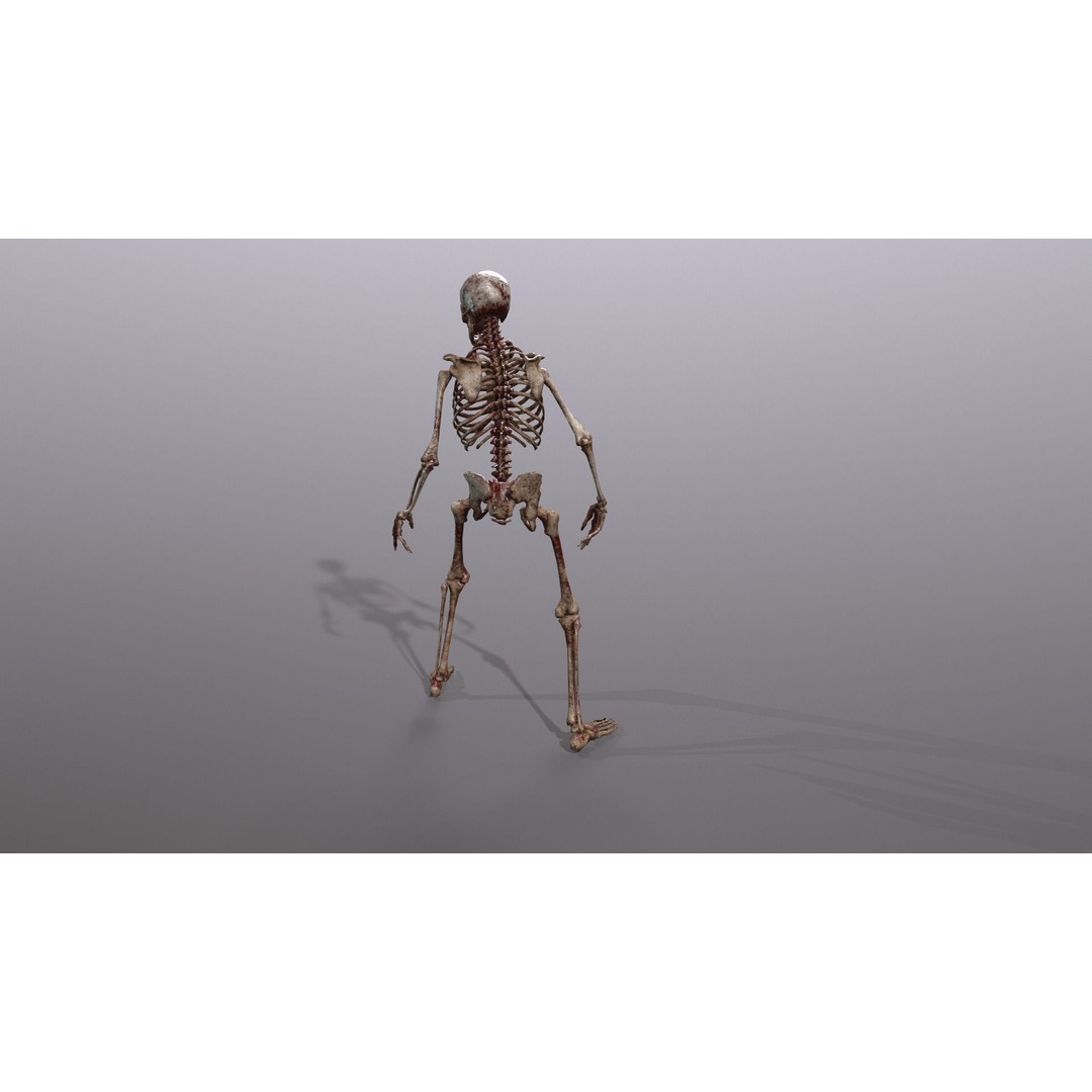 Human Skeleton 3D Model – Low Poly Game Asset, Rigged with PBR Textures - View 35