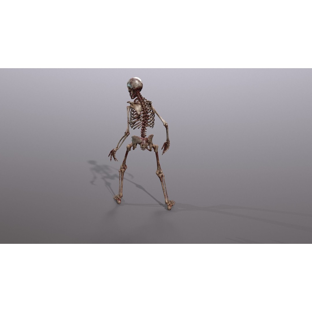 Human Skeleton 3D Model – Low Poly Game Asset, Rigged with PBR Textures - View 36