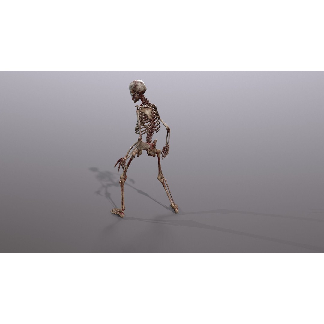 Human Skeleton 3D Model – Low Poly Game Asset, Rigged with PBR Textures - View 37