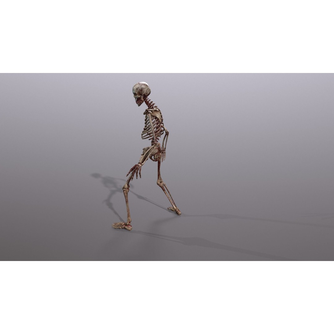 Human Skeleton 3D Model – Low Poly Game Asset, Rigged with PBR Textures - View 38