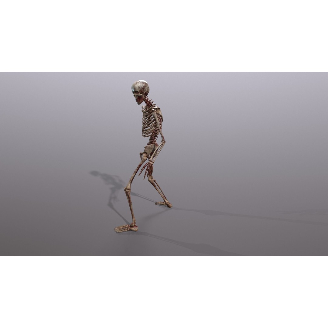 Human Skeleton 3D Model – Low Poly Game Asset, Rigged with PBR Textures - View 39