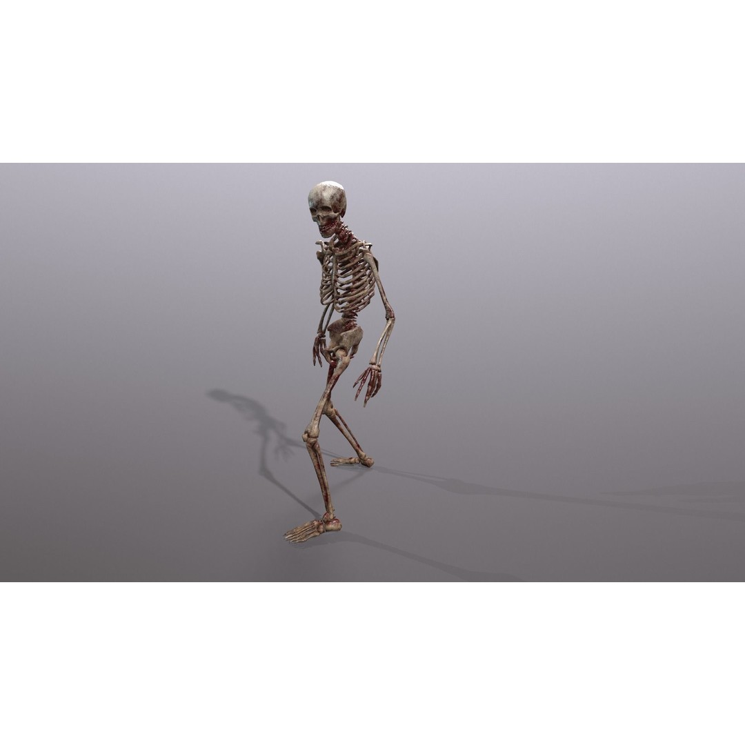 Human Skeleton 3D Model – Low Poly Game Asset, Rigged with PBR Textures - View 40
