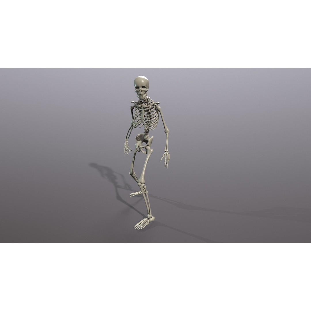 Human Skeleton 3D Model – Low Poly Game Asset, Rigged with PBR Textures - View 41