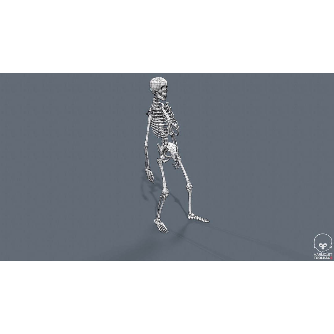Human Skeleton 3D Model – Low Poly Game Asset, Rigged with PBR Textures - View 42