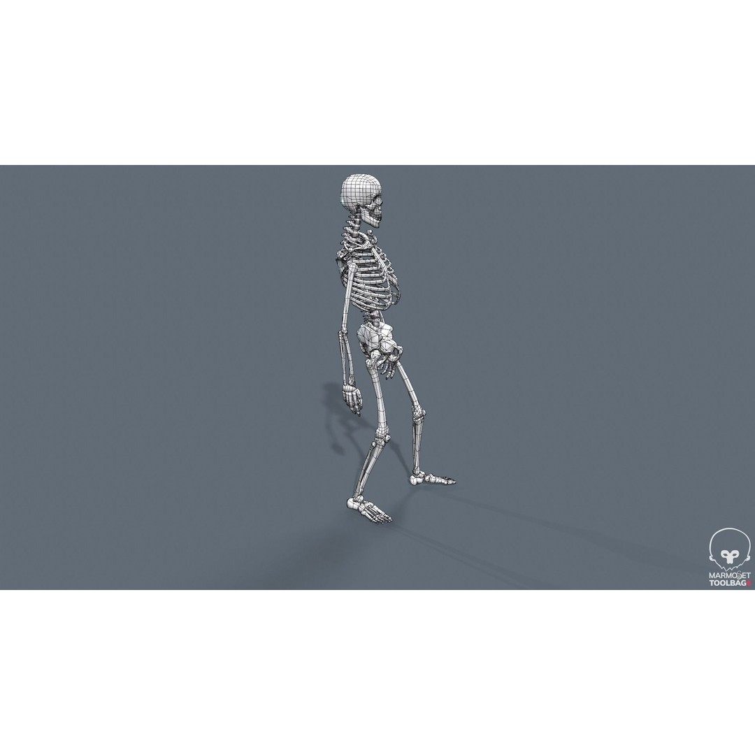 Human Skeleton 3D Model – Low Poly Game Asset, Rigged with PBR Textures - View 43