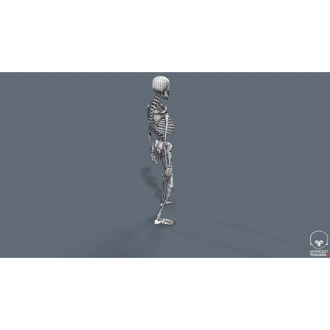 Human Skeleton 3D Model – Low Poly Game Asset, Rigged with PBR Textures - View 45