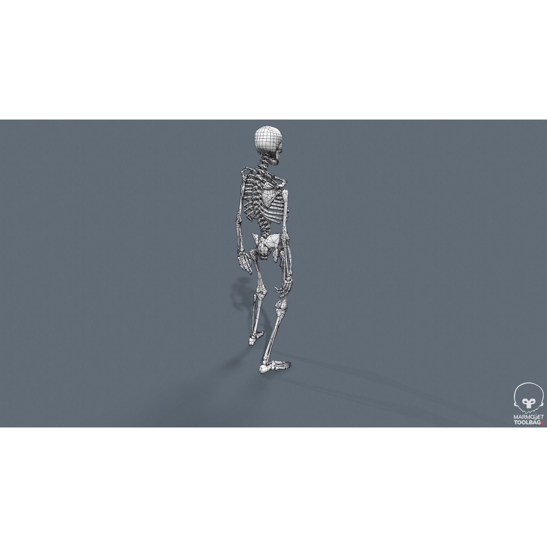 Human Skeleton 3D Model – Low Poly Game Asset, Rigged with PBR Textures - View 46