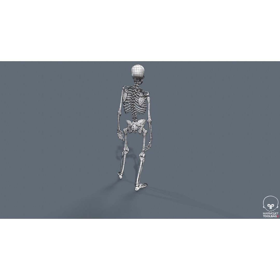 Human Skeleton 3D Model – Low Poly Game Asset, Rigged with PBR Textures - View 47