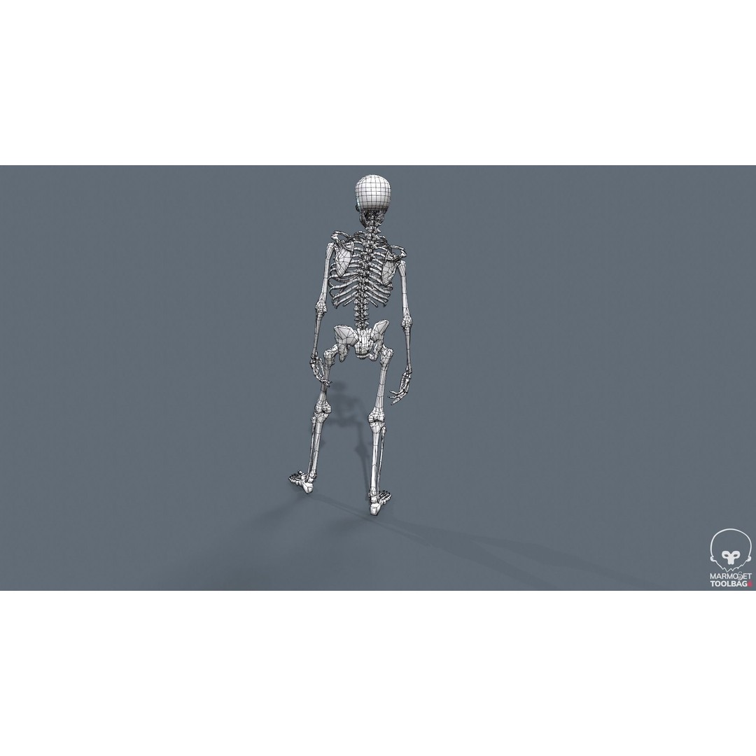 Human Skeleton 3D Model – Low Poly Game Asset, Rigged with PBR Textures - View 48
