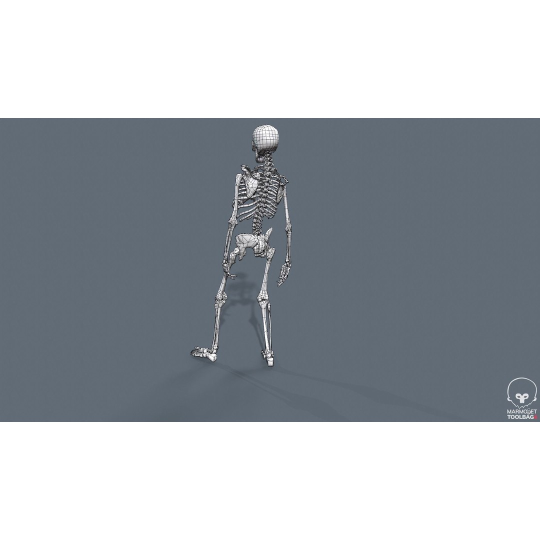 Human Skeleton 3D Model – Low Poly Game Asset, Rigged with PBR Textures - View 49