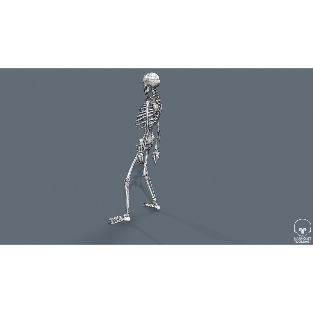 Human Skeleton 3D Model – Low Poly Game Asset, Rigged with PBR Textures - View 51