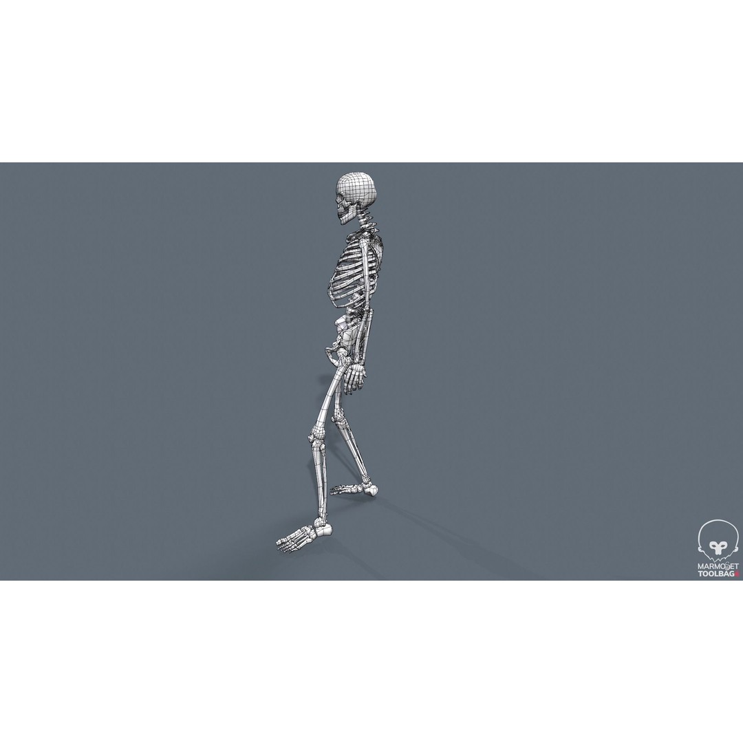 Human Skeleton 3D Model – Low Poly Game Asset, Rigged with PBR Textures - View 52