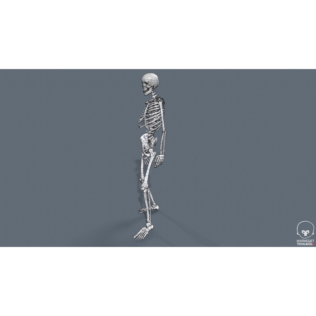 Human Skeleton 3D Model – Low Poly Game Asset, Rigged with PBR Textures - View 53