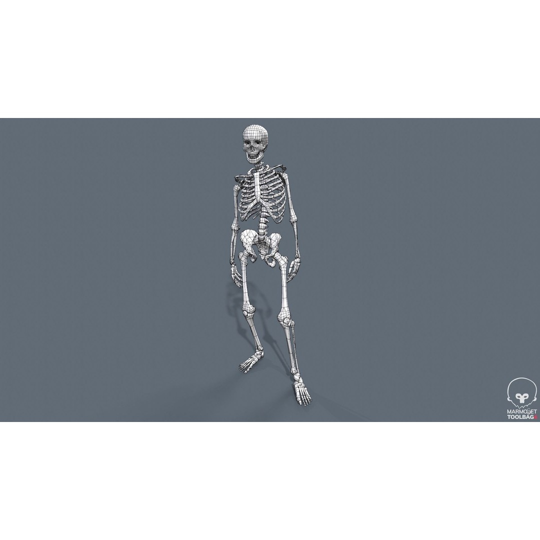 Human Skeleton 3D Model – Low Poly Game Asset, Rigged with PBR Textures - View 54