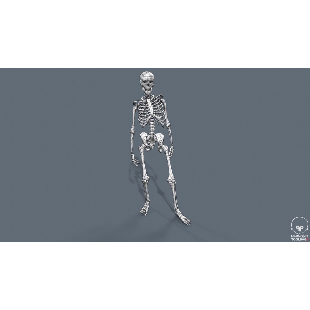 Human Skeleton 3D Model – Low Poly Game Asset, Rigged with PBR Textures - View 55
