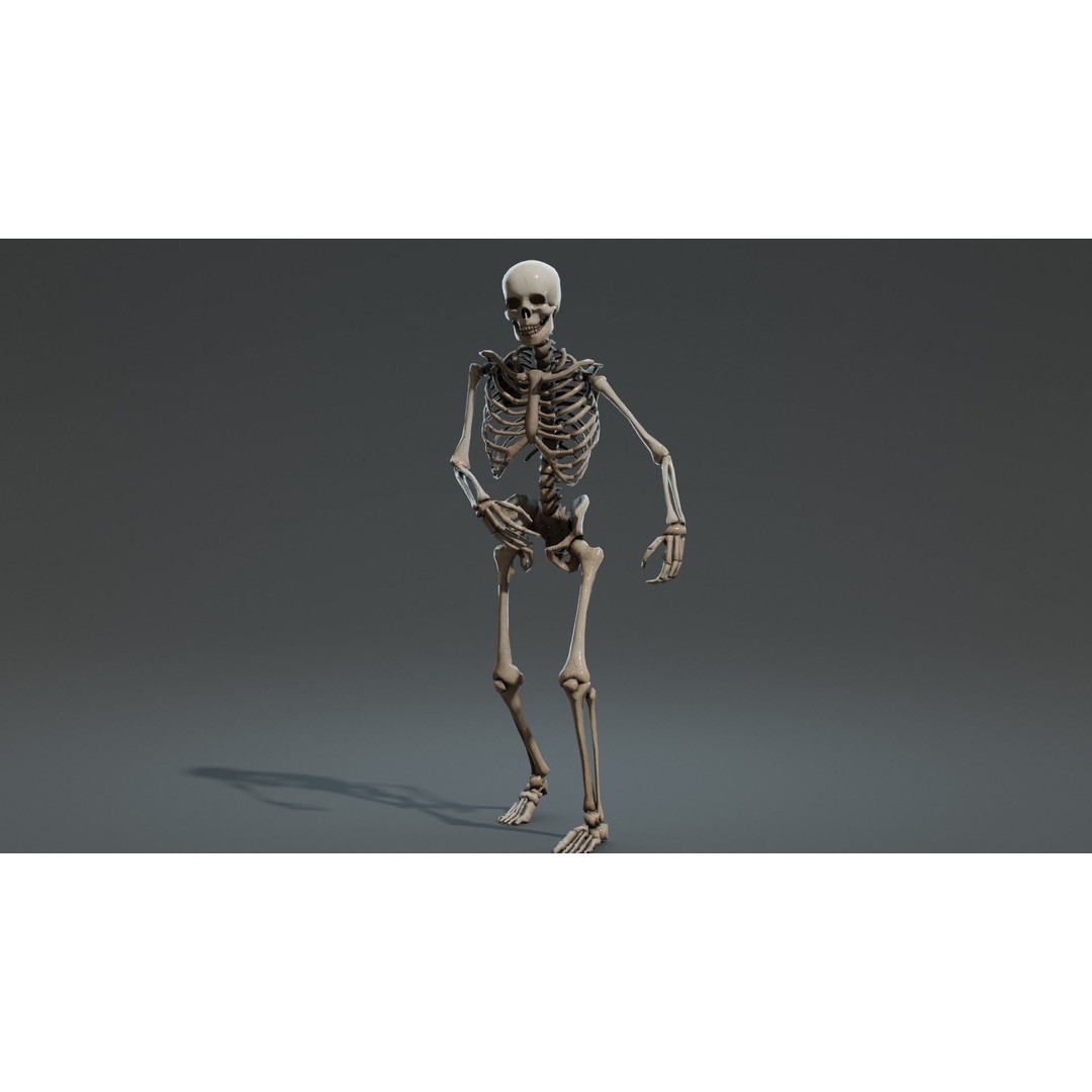 Human Skeleton 3D Model – Low Poly Game Asset, Rigged with PBR Textures - View 7