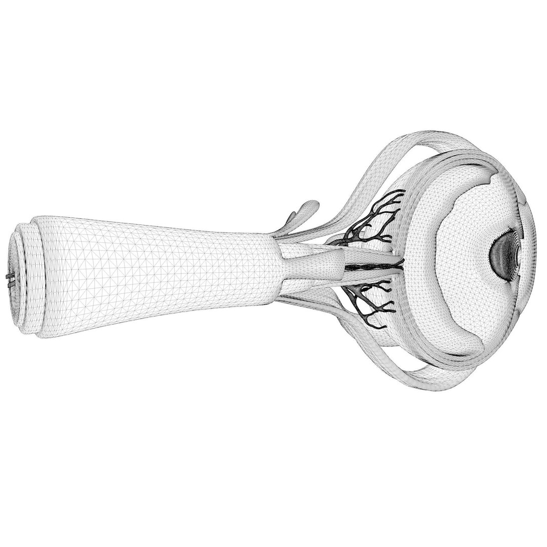 Cross Section Eye Anatomy 3D Model – High Poly PBR Medical Asset, FBX