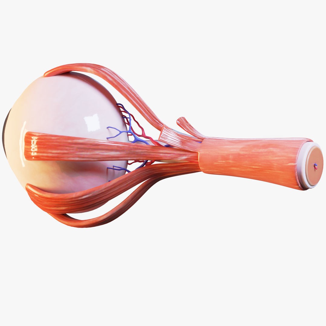 Cross Section Eye Anatomy 3D Model – High Poly PBR Medical Asset, FBX - View 4