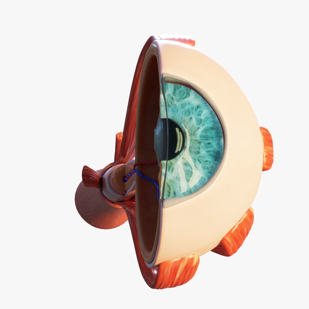 Cross Section Eye Anatomy 3D Model – High Poly PBR Medical Asset, FBX - View 5