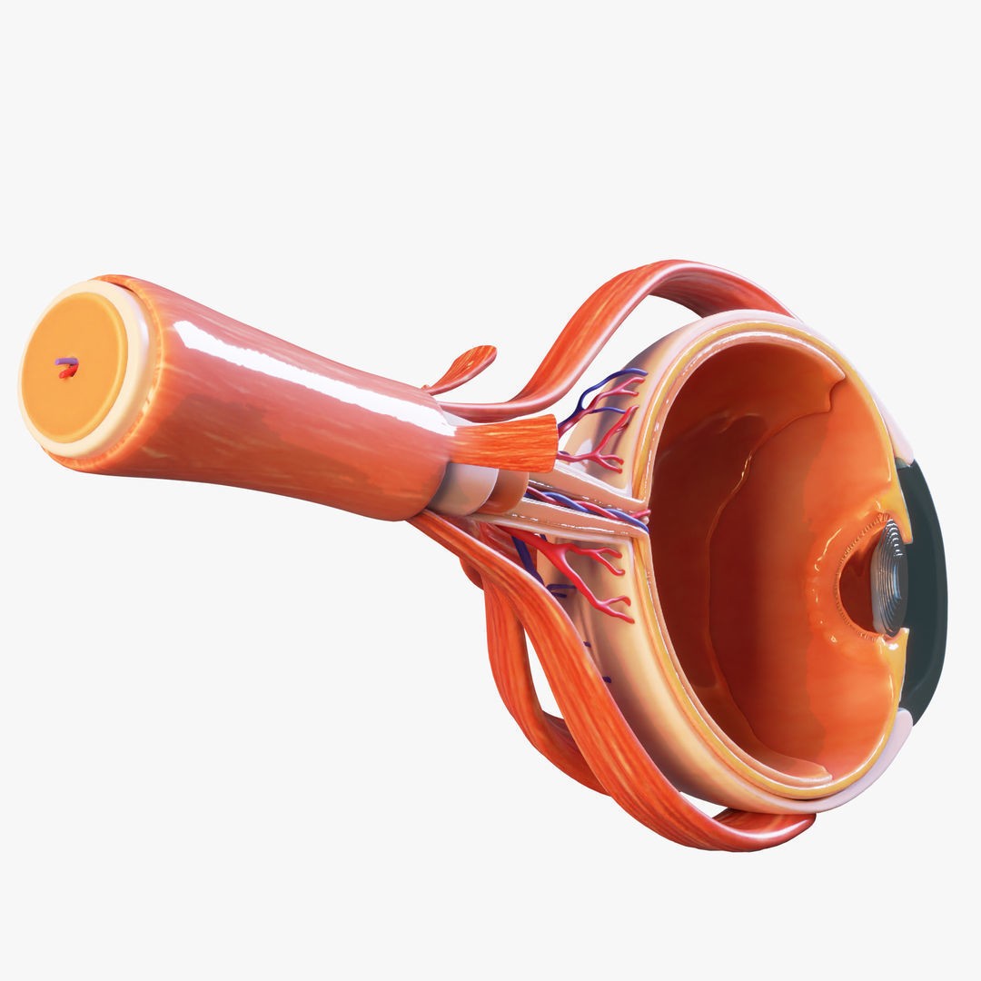 Cross Section Eye Anatomy 3D Model – High Poly PBR Medical Asset, FBX - View 7