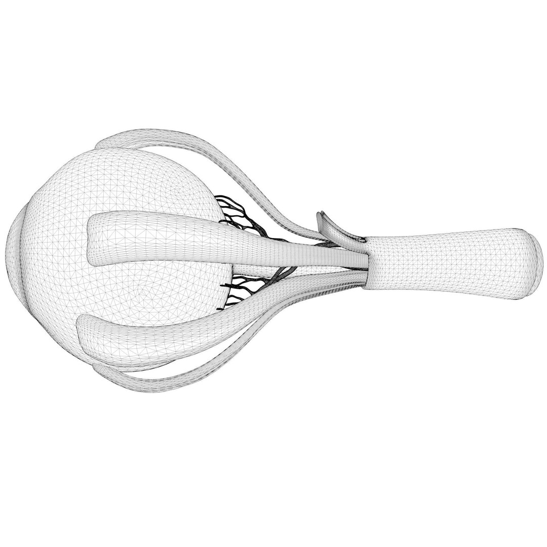 Cross Section Eye Anatomy 3D Model – High Poly PBR Medical Asset, FBX - View 8