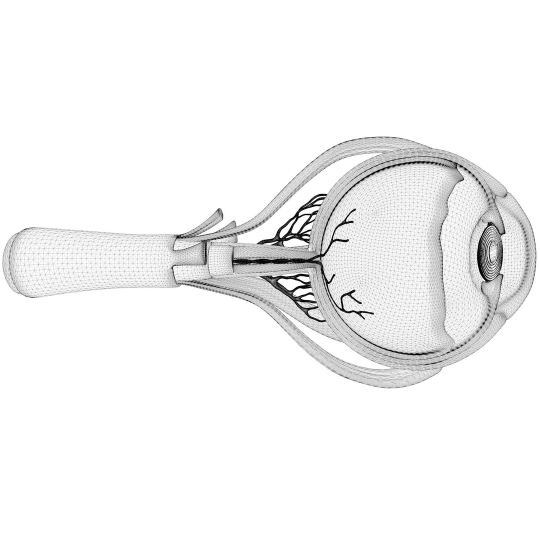 Cross Section Eye Anatomy 3D Model – High Poly PBR Medical Asset, FBX - View 9